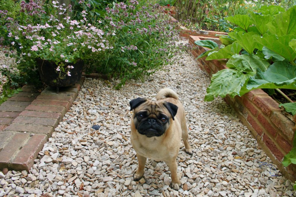 Garden design with dog